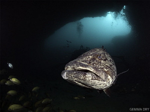 Potato Bass - Cathedral - Aliwal Shoal by Gemma Dry 